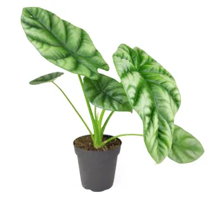 Alocasia Sinuata Quilted Dreams