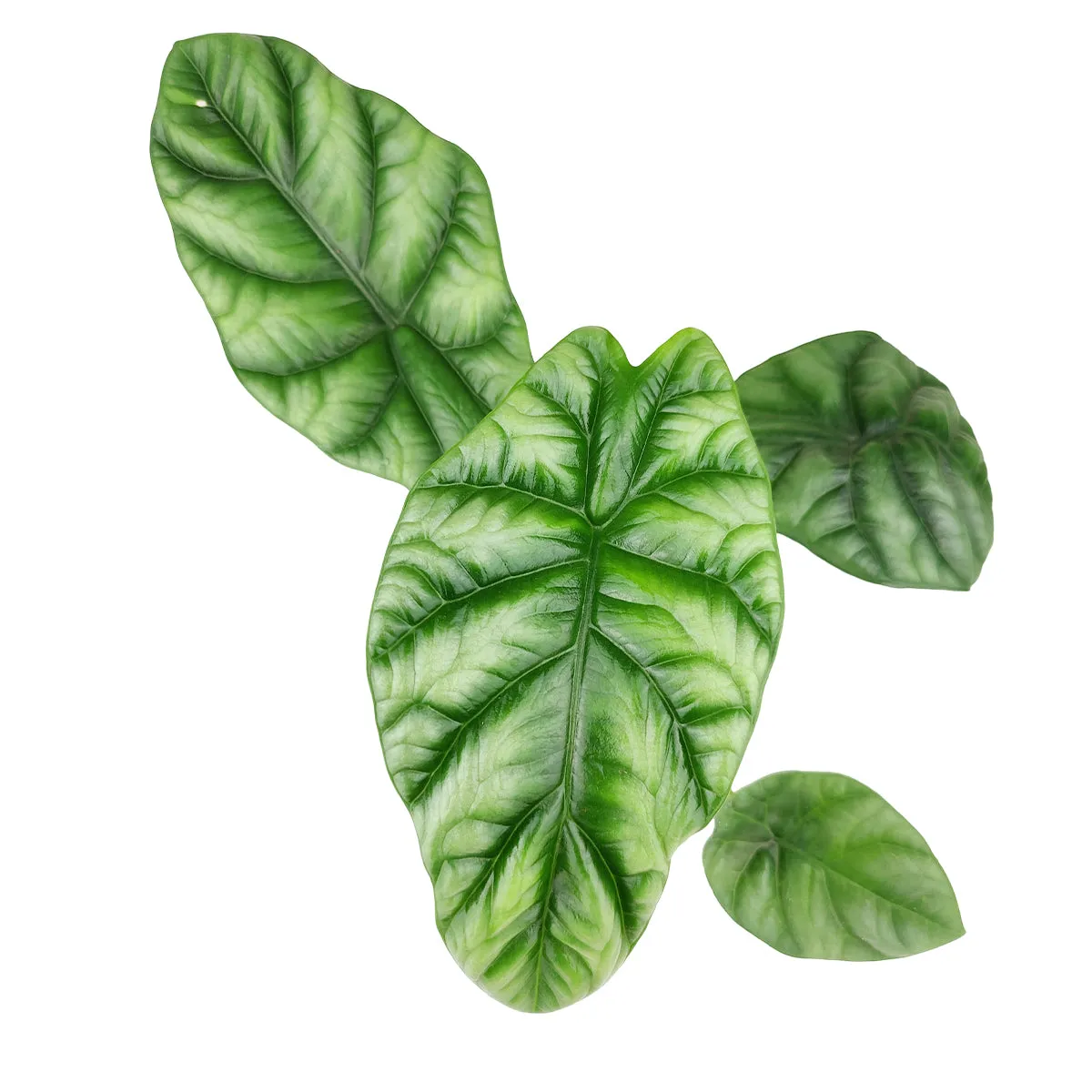 Alocasia Sinuata Quilted Dreams