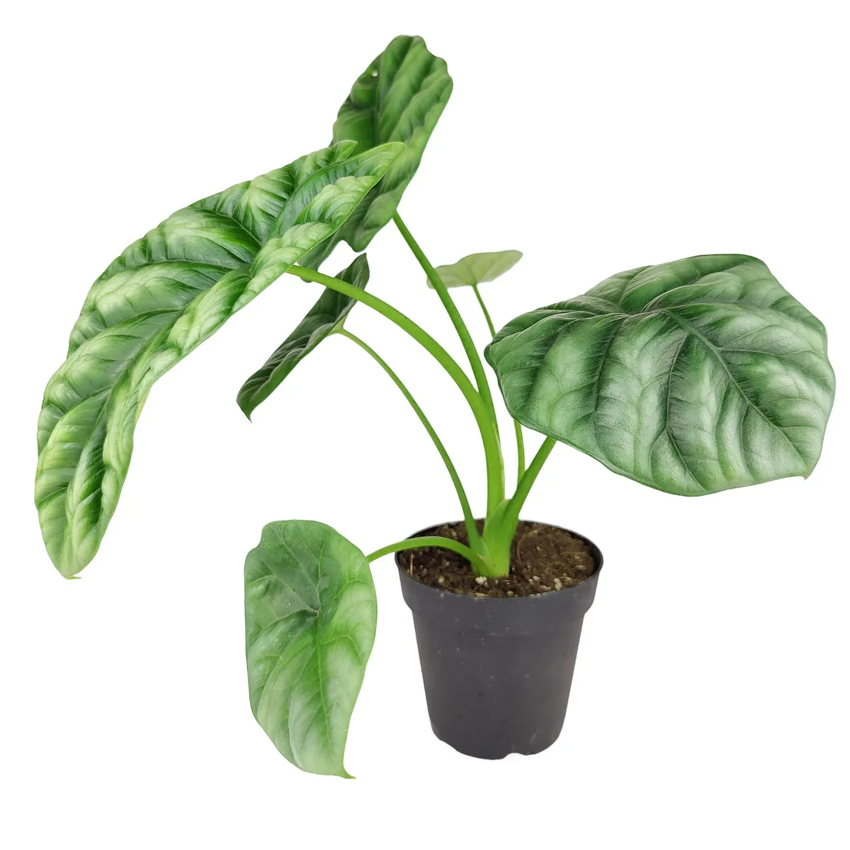 Alocasia Sinuata Quilted Dreams