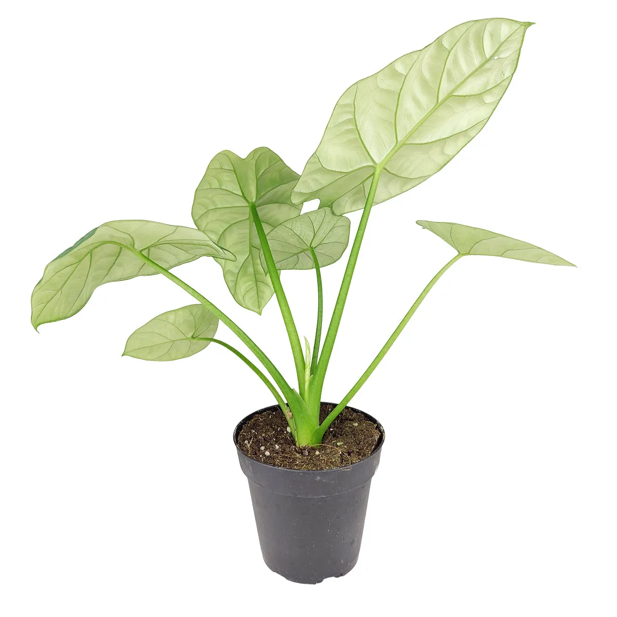 Alocasia Sinuata Quilted Dreams